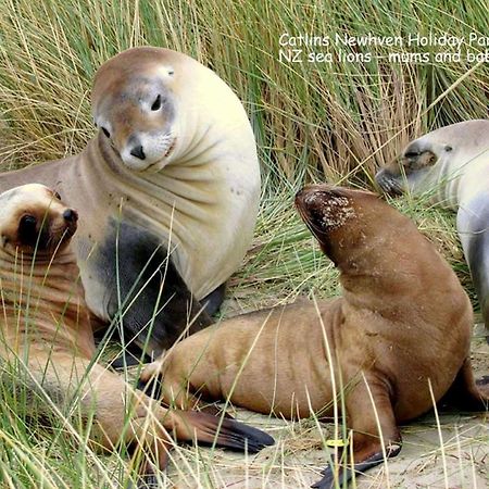 Catlins Newhaven Holiday Park Owaka Ngoại thất bức ảnh