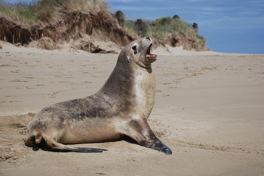 Catlins Newhaven Holiday Park Owaka Phòng bức ảnh